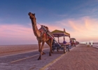 Camel Cart